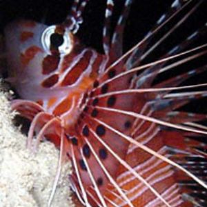 Spotfin Lionfish by Martin Dalsaso 
